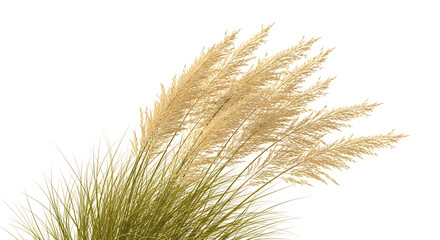 Obraz premium A close-up of a plant with green and brown leaves