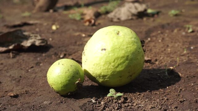 the guavas lying side by side on the dry ground looking a little dirty with dirt, with a sharp shadow in the sunlight, surrounded by a litter of dry leaves.                              