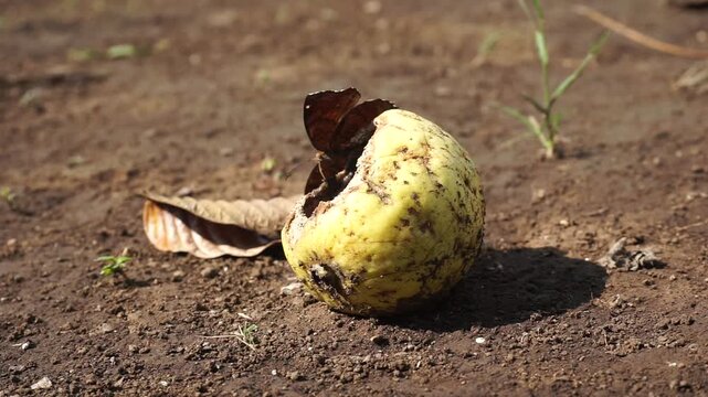 the guavas lying side by side on the dry ground looking a little dirty with dirt, with a sharp shadow in the sunlight, surrounded by a litter of dry leaves.                              