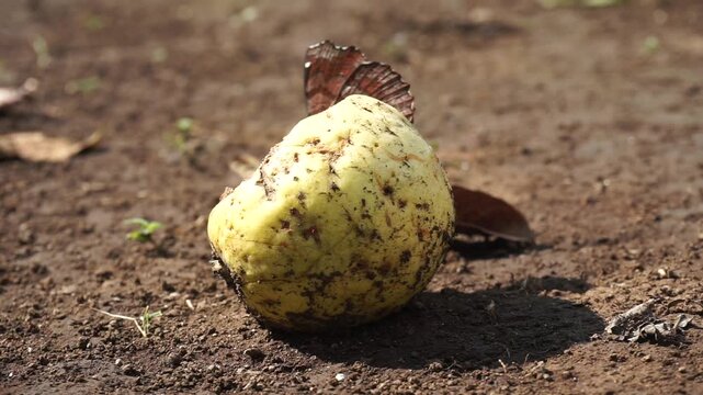 the guavas lying side by side on the dry ground looking a little dirty with dirt, with a sharp shadow in the sunlight, surrounded by a litter of dry leaves.                              