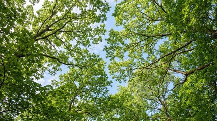Obraz premium Looking up through the lush green canopy of trees towards a bright blue sky with scattered clouds on a sunny day