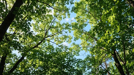 Fototapeta premium Lush green forest canopy from below, sunlight filtering through vibrant leaves against a clear blue sky, a serene natural vista showcasing growth