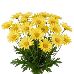 Vibrant yellow daisies in full bloom isolated on transparent background © Sejjil
