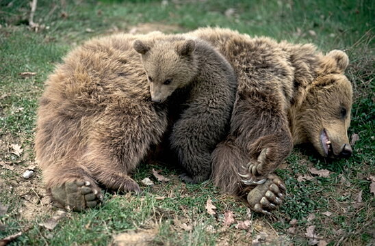 brown bear cub on the grass