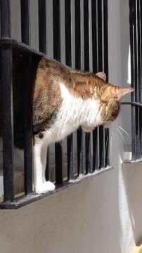 A tabby and white cat pokes its head through black window bars, meowing or hissing with an open mouth. This expressive feline captures a moment of intense communication or curiosity
