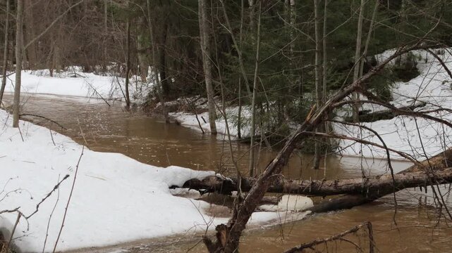 a small river in flood in the dense forest of northeastern Europe in early April