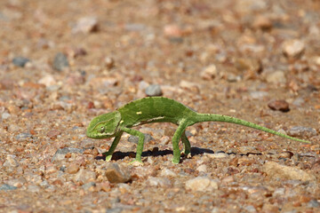 Fototapeta premium Lappenchamäleon / Flap-necked chameleon / Chamaeleo dilepis