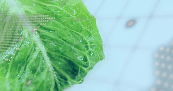 View shifting, leaf showing veins, dew as map dots growing and code scrolling for technology design