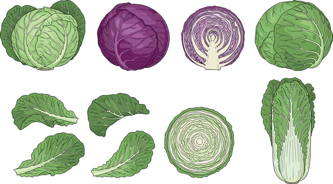 Hand drawn cabbage collection vector illustration featuring green and purple varieties, whole heads, leaves, and sliced organic vegetables set