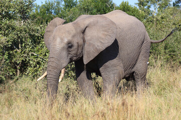 Fototapeta premium Afrikanischer Elefant / African elephant / Loxodonta africana