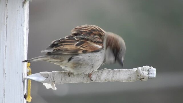 A small wild bird, a house sparrow, preens and looks around, sitting on a perch on a spring morning