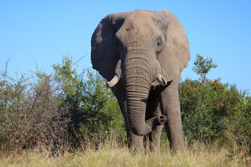 Obraz premium Afrikanischer Elefant / African elephant / Loxodonta africana