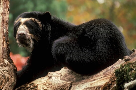 Andino Bear on the tree
