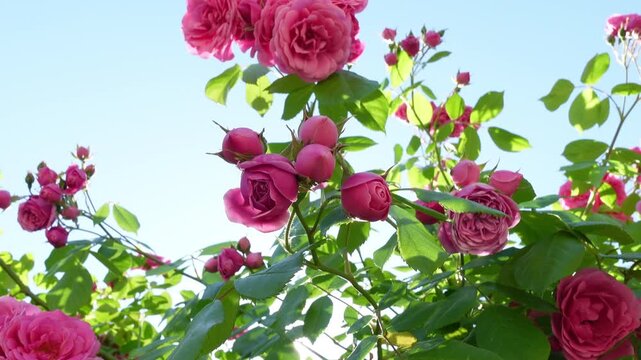 Pink roses in full bloom under natural sunlight, with vibrant petals and fresh green leaves against a clear blue sky
