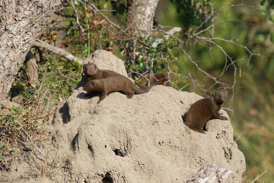 S&uuml;dliche Zwergmanguste auf Termitenh&uuml;gel / Dwarf mongoose at Termit's nest / Helogale parvula