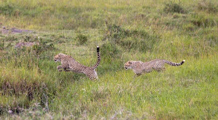 Practice Chase for Cheetah  Cubs © George Erwin Turner
