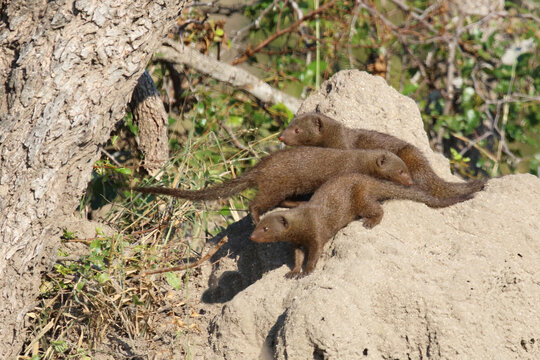 S&uuml;dliche Zwergmanguste auf Termitenh&uuml;gel / Dwarf mongoose at Termit's nest / Helogale parvula