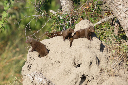 S&uuml;dliche Zwergmanguste auf Termitenh&uuml;gel / Dwarf mongoose at Termit's nest / Helogale parvula