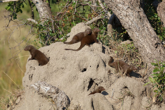 S&uuml;dliche Zwergmanguste auf Termitenh&uuml;gel / Dwarf mongoose at Termit's nest / Helogale parvula