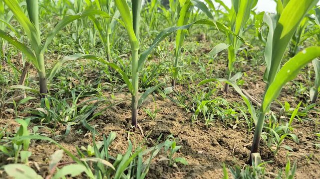 Corn Ear with Silk Growing on Maize Plant in Sunny Field