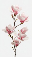 Obraz premium Pink Magnolia Flowers Isolated on White Background Blooming Spring Floral Composition