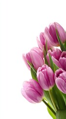 Fototapeta premium Pink Tulips Bouquet Isolated on White Background Fresh Spring Floral Arrangement