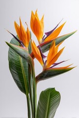 Obraz premium Bird of Paradise Flower Isolated on White Background, Exotic Tropical Bloom with Vibrant Orange Purple Petals
