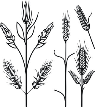 Minimal agriculture line icon set, rice plant, wheat, corn, clean outline, uniform stroke, no fill, black line on white background, simple flat vector 1