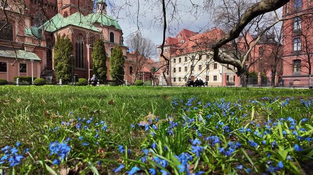 Blue spring flowers blooming on green grass in Wroclaw, view of Ostrow Tumski and Cathedral of St. John the Baptist, historic architecture background, sunny day, Poland.