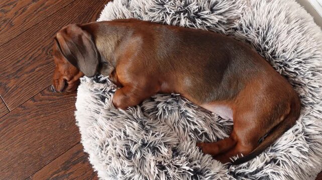 Top view of a small brown dachshund resting peacefully on a soft, fluffy round pet bed on a wooden floor at home, showing full body, cozy and calm indoor scene
