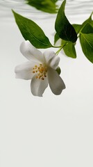 Naklejka premium White Jasmine Flower with Green Leaves Isolated on White for Botanical Floral Design