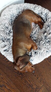 Vertical top view video of a brown dachshund puppy sleeping on a fluffy bed on a wooden floor, full body visible, cozy and calm indoor scene