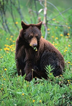 brown bear in the meadow flowers