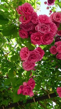 Vertical video from a low angle of a garden of beautiful pink roses with green leaves, with sunlight and a clear blue sky in the background
