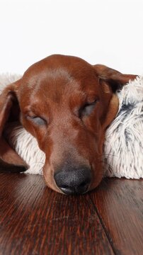 Close-up vertical video of a brown dachshund puppy sleeping peacefully on a fluffy bed on a wooden floor, cozy and calm indoor scene
