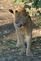 Fototapeta premium Afrikanischer Löwe / African lion / Panthera leo
