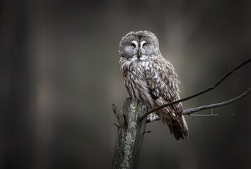 Obraz premium Great grey owl ( Strix nebulosa ) close up