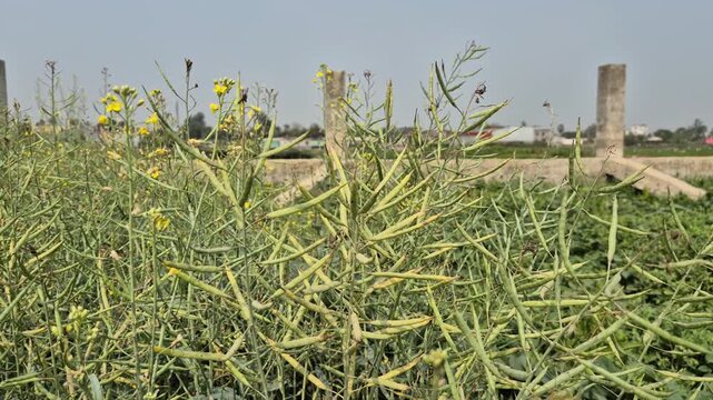 Fresh Mustard Seed Pods Developing in a Rural Field