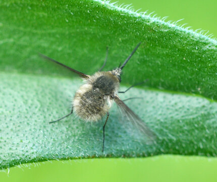 Large bee-fly (Bombylius major) in nature on a plant