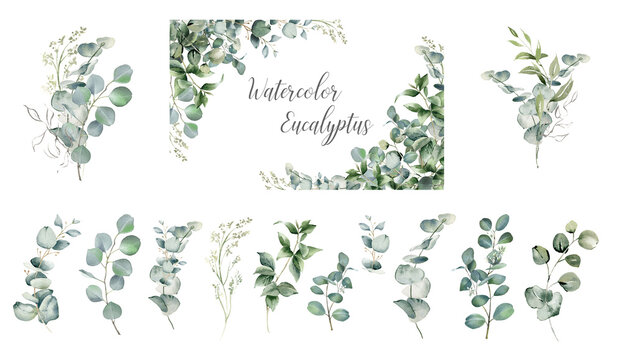 Eucalyptus leaves corner border. Watercolor illustration isolated on white. Greenery clipart for wedding invitation, greeting cards, save the date, stationery design. Hand drawn green herbs