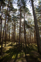 Fototapeta premium forest in autumn
