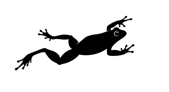 Silhouette of a Frog in Motion.