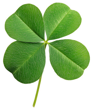 Isolated Clover. Four leaf clover PNG on transparent isolated background.