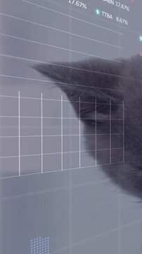 Vertical video: Cat ear entering from right, head settling, HUD overlaying finance percents for UI