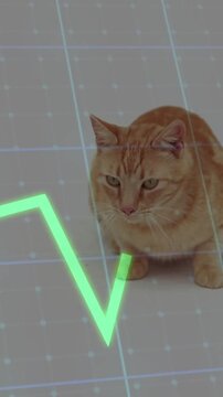Vertical video: Ginger cat sitting center, charts sweeping grid, cat tracking lines for finance