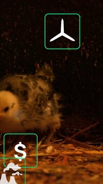 Small group of chicks pecking through wood shavings in brooder while green UI icons overlay