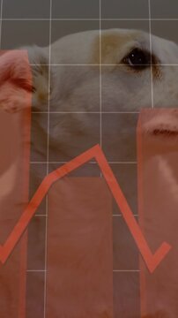 Small white dog turning right against neutral gray wall with coral bars and line graph overlay