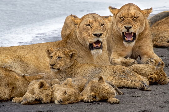 lion cub and lioness