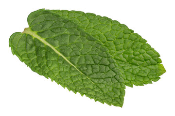 Fresh Mint Leaf Isolated on White Background, Green Herbal Ingredient Close-Up © Berzyk