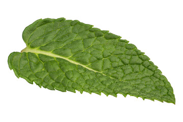 Fresh Mint Leaf Isolated on White Background, Green Herbal Ingredient Close-Up © Berzyk